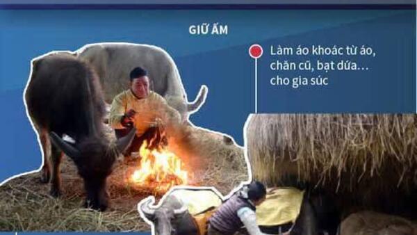 CHỦ ĐỘNG PHÒNG CHỐNG RÉT CHO VẬT NUÔI